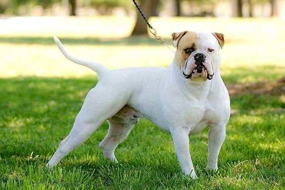 ABKC AMERICAN BULLDOG