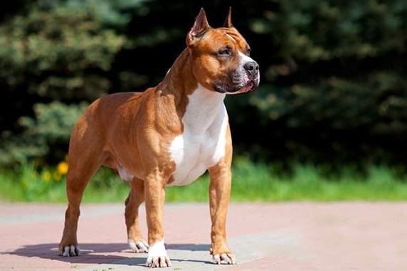 ABKC American Staffordshire Terrier