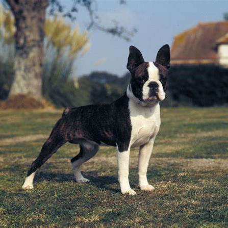 ABKC BOSTON TERRIER