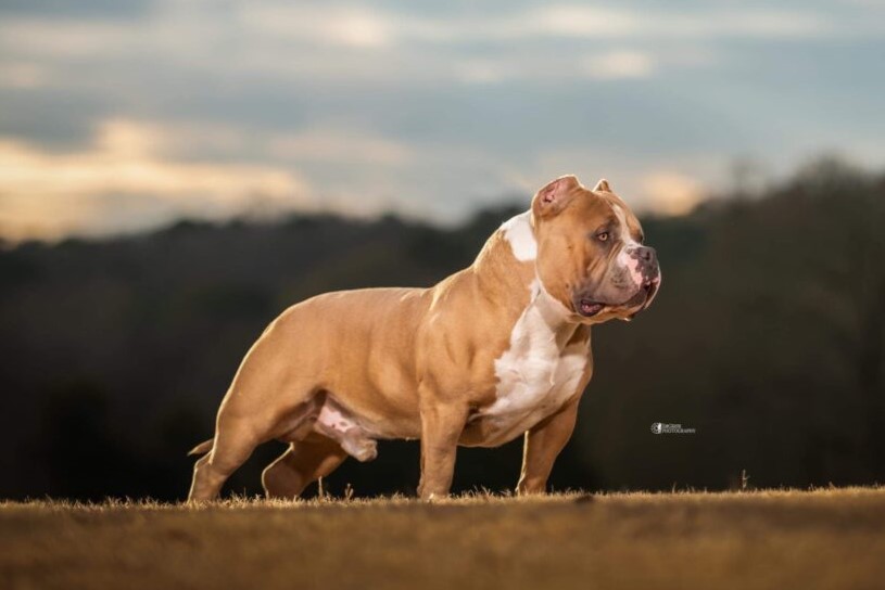 ABKC AMERICAN BULLY