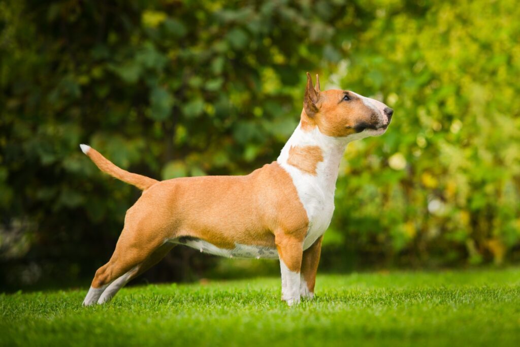 ABKC BULL TERRIER